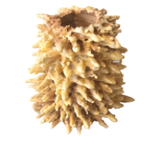 J. Spakauskienes - Tree Cake Sakotis ~750g